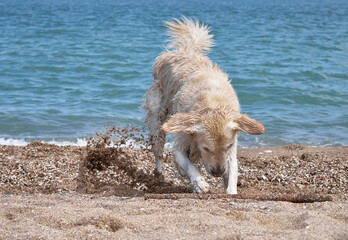 White golden labrador retriever dog on the beach