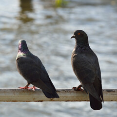 Pigeon bird standing on old metal tube over sea background
