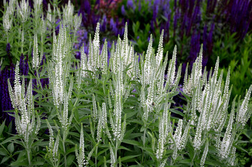 Compact, undemanding, medium-high perennial. Unusual, pure white flowers that are also suitable for...