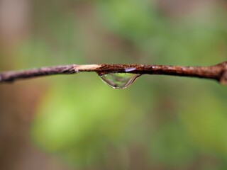 Closeup water drops on green leaf with blurred background ,macro image ,dew on nature leaves , droplets in forest ,yellow flower with drops of water, soft focus for card design