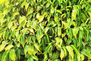 ficus benjamina texture