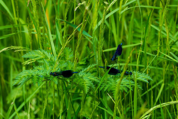 ant on a grass