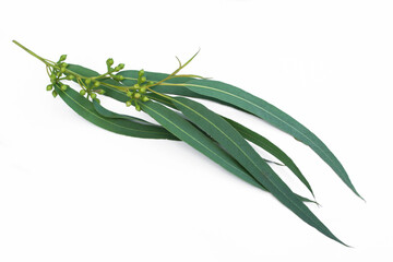 Fototapeta premium Eucalyptus branch and leaves on white background.Eucalyptus leaves and seeds.