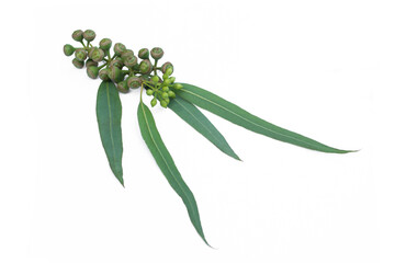 Eucalyptus branch and leaves on white background.Eucalyptus leaves and seeds.