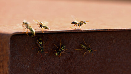 Wespe am Eingang zu ihrem Nest