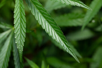 Young leaf of marijuana plant detail. Selective focus.