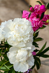 bud of white peony flower in garden