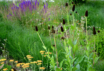wild flower bed lush perennials and ornamental grasses  prarie garden meadow with blue sage 