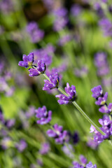 Naklejka premium the blooming lavender flowers in Provence, near Sault, France