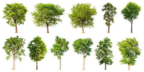 The trees are completely separated from the white background. Scientific name Cassia fistula Linn. Common name Ratchaphruek.