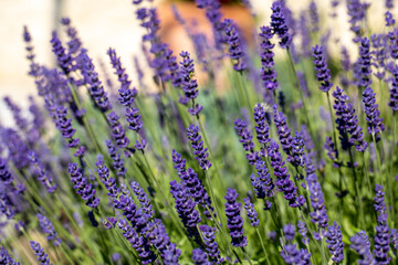Obraz premium the blooming lavender flowers in Provence, near Sault, France