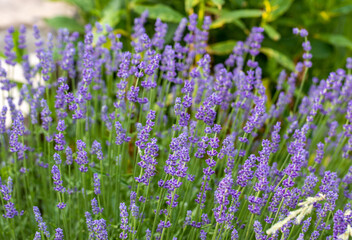 Fototapeta premium the blooming lavender flowers in Provence, near Sault, France