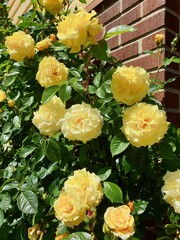 Beautiful yellow flowers
