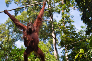 Borneo-Orang-Utan