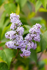 purple lilac flowers
