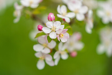 apple tree flowers garden white