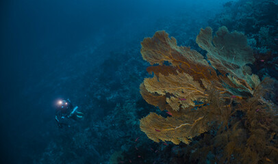 Rebreather diving explores deep underwater reef