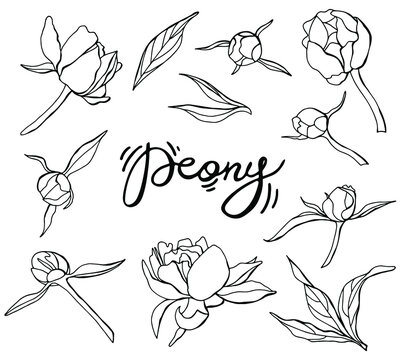 Black and white set of peony flowers. Leaves, buds and flowers. Lettering peonies. Line art. White background, isolate. Stock illustration.