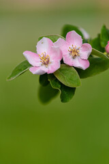 quince tree blossom