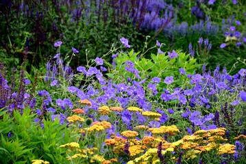 meadow flower mix with several colors of flowers with grass blossom blue orange yellow in june © Michal
