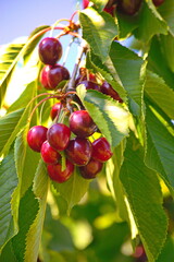 dunkel rote Kirschen am Baum im Garten sind gesund und schmecken Bildschirmschoner 