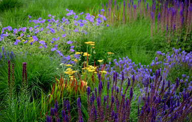 brightly colored steppe perennials in many shades of blue yellow orange in an urban flower bed. the...