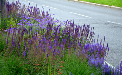 brightly colored steppe perennials in many shades of blue yellow orange in an urban flower bed. the lack of maintenance directly delights to this garden element © Michal