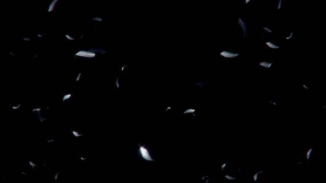 Loop background of flying feathers