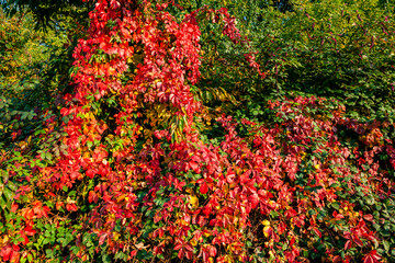 Forest with the colors of autumn