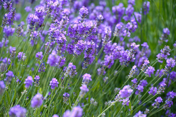 Lavender Field in the summer. Aromatherapy. Nature Cosmetics.