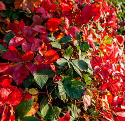 Forest with the colors of autumn