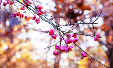 Forest with euonymus europaeus, in autumn - Dicotyledon angiosperm