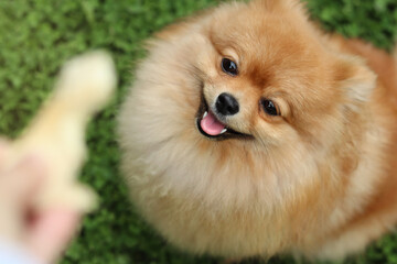 Pomeranian spitz. Cute fluffy charming red-haired .Pomeranian Spitz  grass in the park. Walk with dog on a sunny day. 