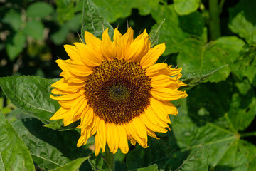 Obraz premium Voll erblühte Blüte der Sonnenblume (lat.: Helianthus annuus) mit Blütenstand, Blütenblättern und Sonnenblumenkernen, frontal - von vorne