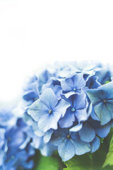 紫陽花