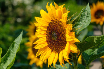 Voll erblühte Blüte der Sonnenblume (lat.: Helianthus annuus) mit Blütenstand und...