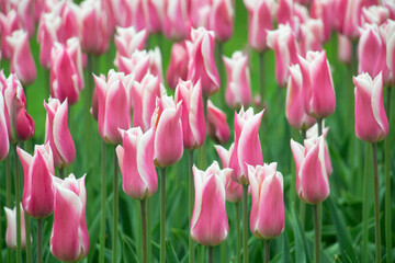White and pink tulips flowers Netherlands fields close-up