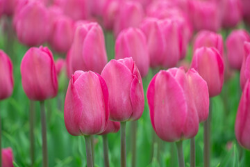 Beautiful pink magenta fucsia tulips close-up