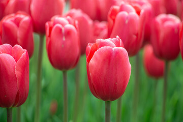 Beautiful red tulips close-up
