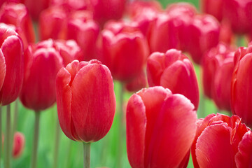 Beautiful red tulips close-up