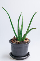 Close up Aloe vera plant in black pot on white background.