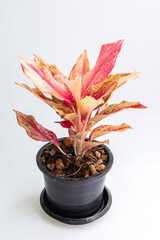 Close up pink Aglaonema plant or Chinese Evergreens in black pot idolate on white background.