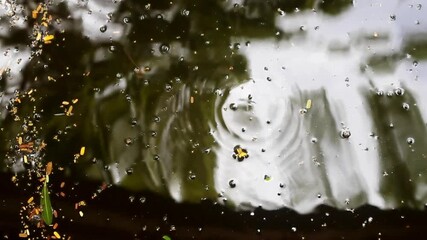 Autumn beauty. Various types of fallen leaves and yellow acacia flowers floating on water surface. Some water ripples are visible due to underwater fish movement. - Powered by Adobe