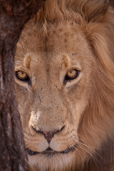 Vertical portrait close up of lion's face looking straight at camera in Kruger Park South Africa