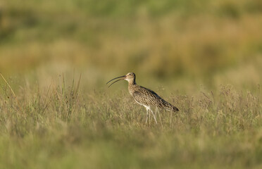 Curlew (Scientific name: Numenius Arquata)  Adult Curlew calling with beak open during the nesting season.  Open moorland habitat, Tan Hill, Arkengarthdale, Yorkshire Dales.  Space for copy.  