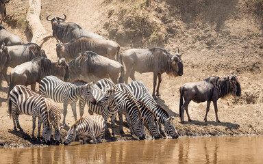Zebra migration herd standing at the edge of Mara River drinking water with wildebeest herd waiting behind in Masai Mara Kenya