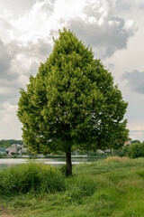 Fototapeta na wymiar A beautiful big and green lime-tree (basswood, linden) near the lake