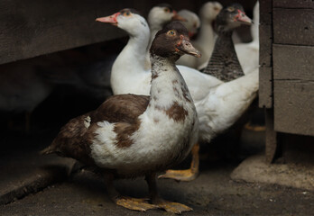 brown and white geese and ducks in farm.Countryside scene with goose and ducks in summer