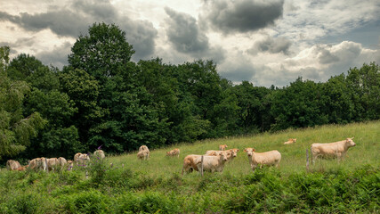 Obraz premium herd of cows in the countryside