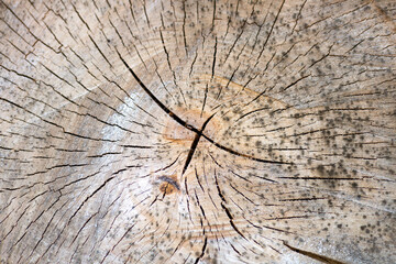Cross section of a tree trunk
